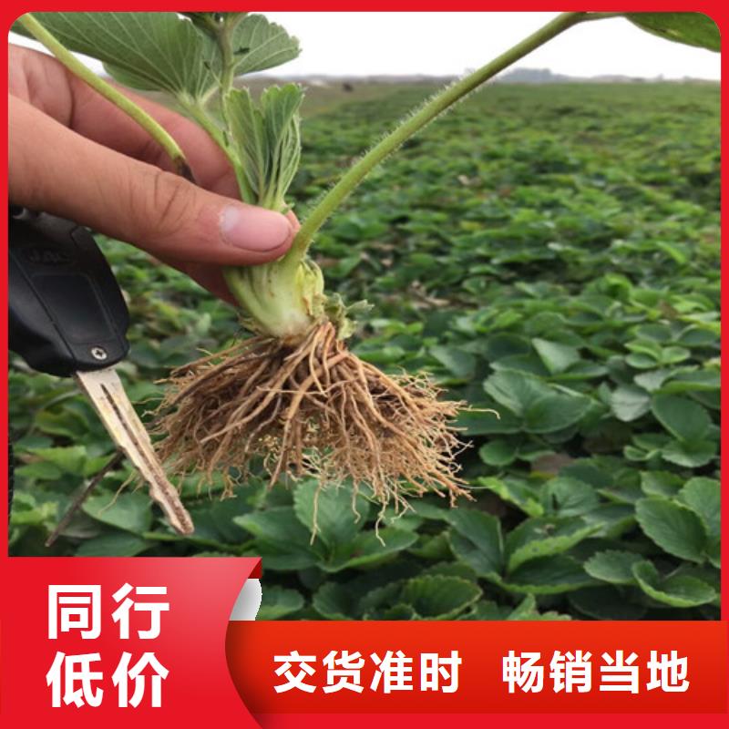 岳阳楼|临湘|衡阳|株洲|娄底|郴州|怀化|永州【 草莓苗-无花果树苗敢与同行比服务】-北极信息港