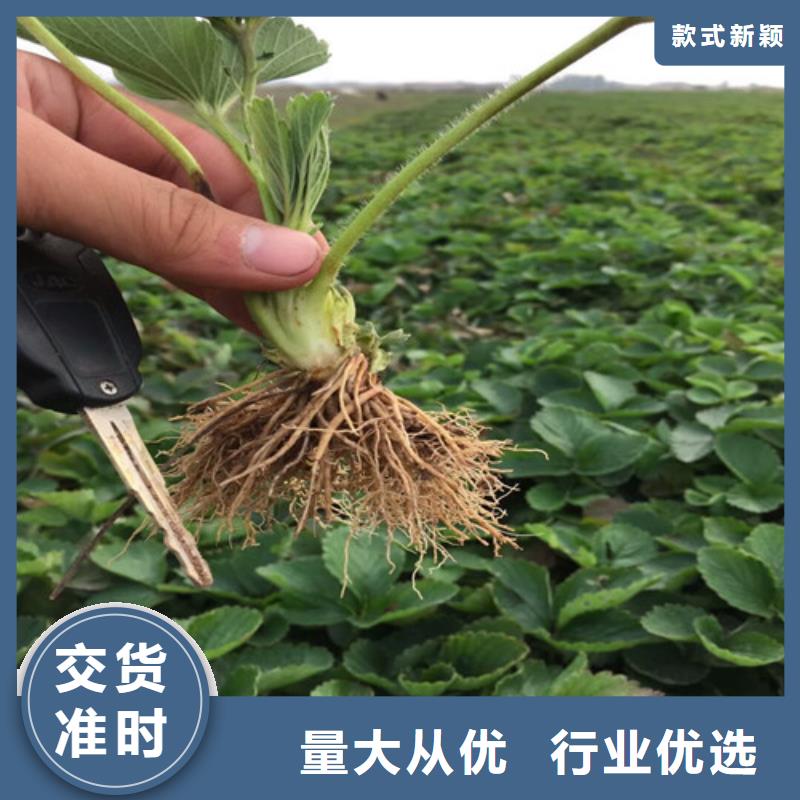 草莓苗艾琳娜西梅树苗老品牌厂家