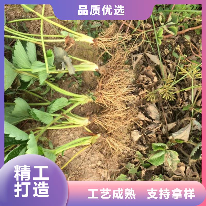 草莓苗果樹苗品質(zhì)可靠