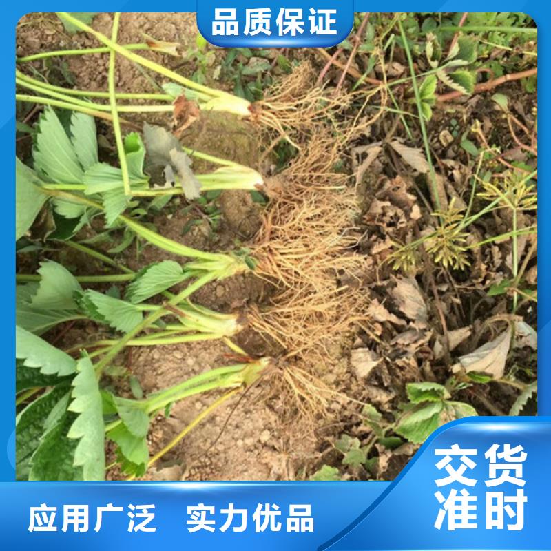 草莓苗陽光玫瑰葡萄樹苗支持批發(fā)零售