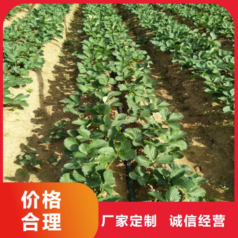 草莓苗陽光玫瑰葡萄樹苗匠心制造