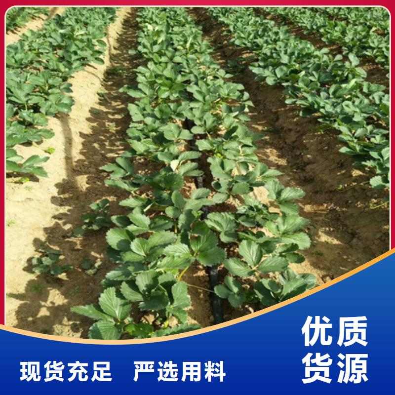 草莓苗-白桃樹苗值得信賴