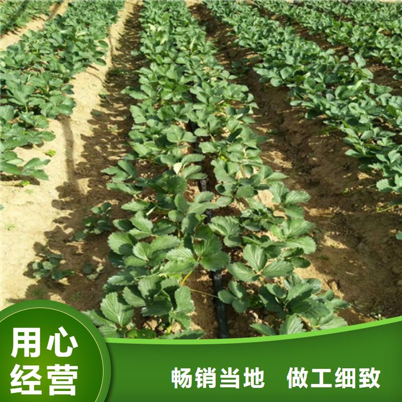 草莓苗 火箭大櫻桃樹苗精工打造