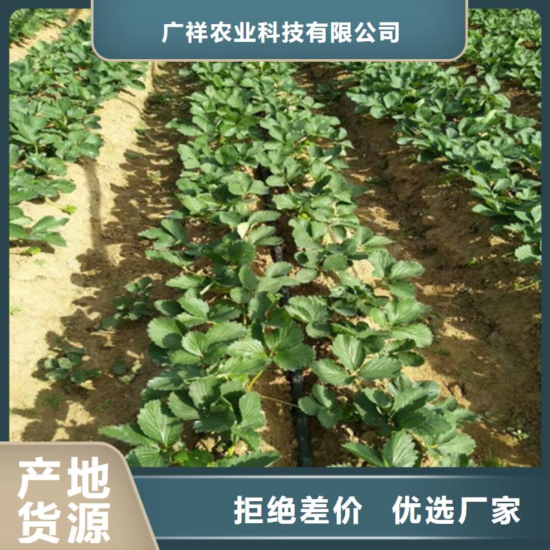 草莓苗果树苗厂家