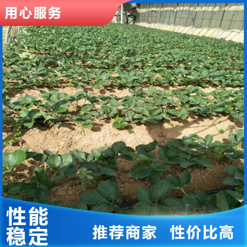 草莓苗梨樹苗基地源頭直供