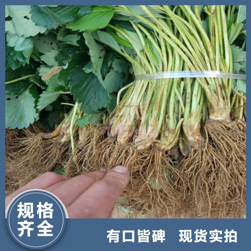 草莓苗蟠棗樹苗實力派廠家