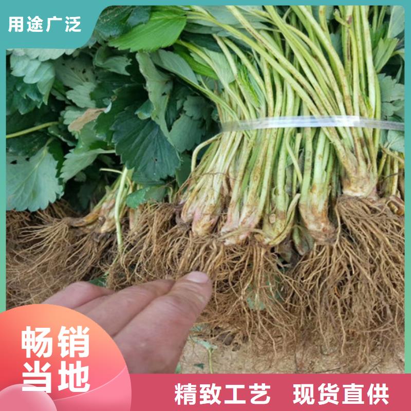 草莓苗天仙醉草莓苗满足多种行业需求