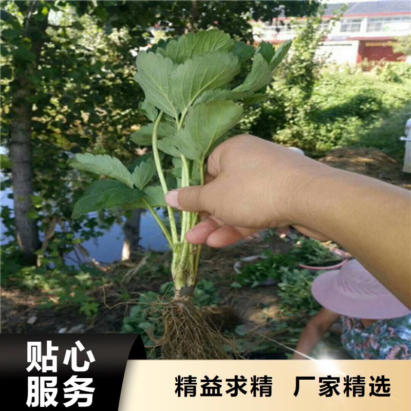 草莓苗 阳光玫瑰葡萄树苗自有生产工厂