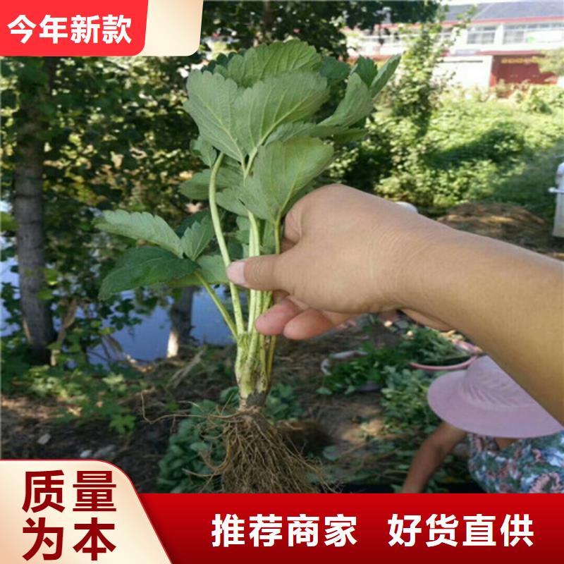 草莓苗果樹苗品牌大廠家