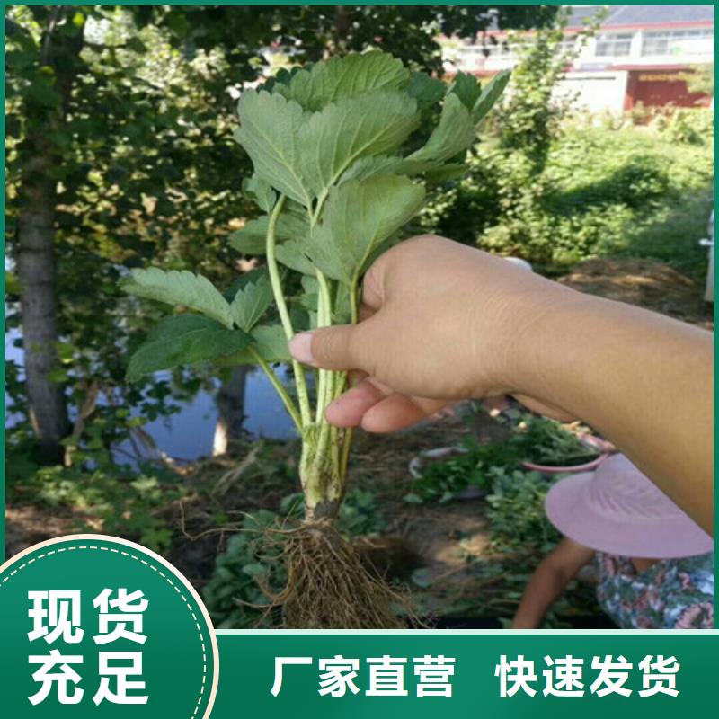 草莓苗蟠棗樹苗支持大小批量采購
