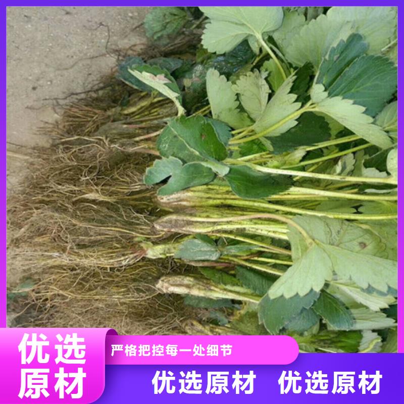 草莓苗蟠棗樹苗實力派廠家