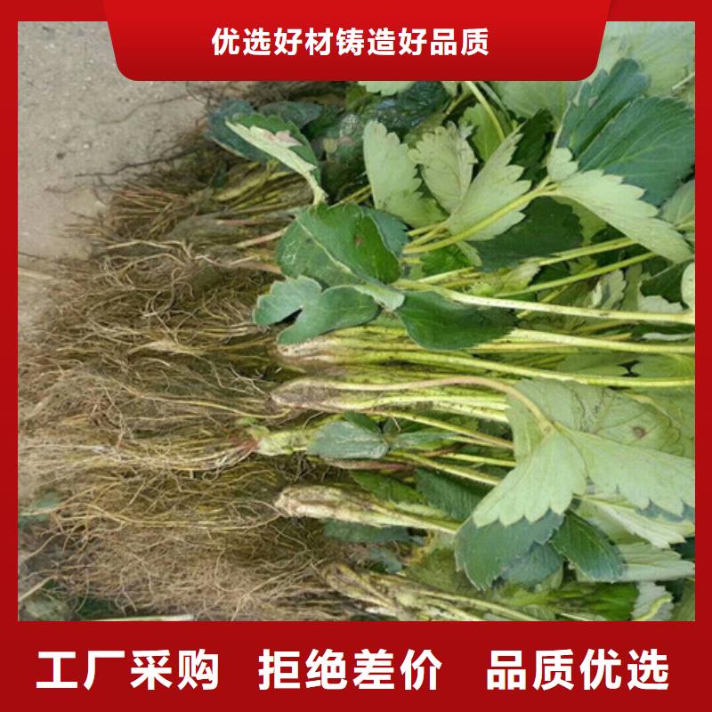 【草莓苗】-果樹苗批發(fā)基地現(xiàn)貨實拍