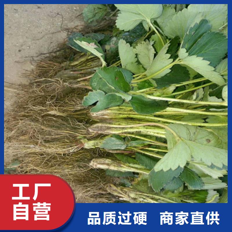 草莓苗櫻桃苗購買的是放心
