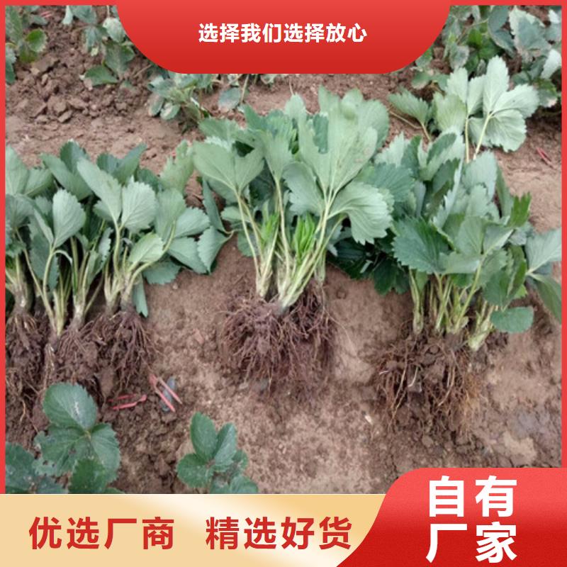 草莓苗 蜂糖李子樹苗好貨有保障