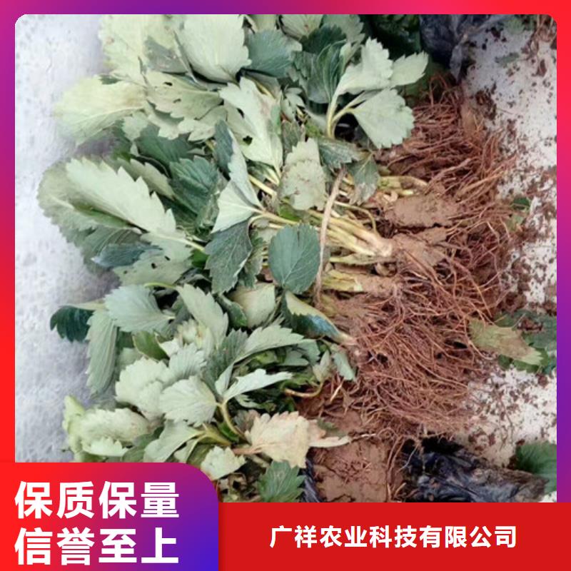 草莓苗 蜂糖李子树苗好货有保障