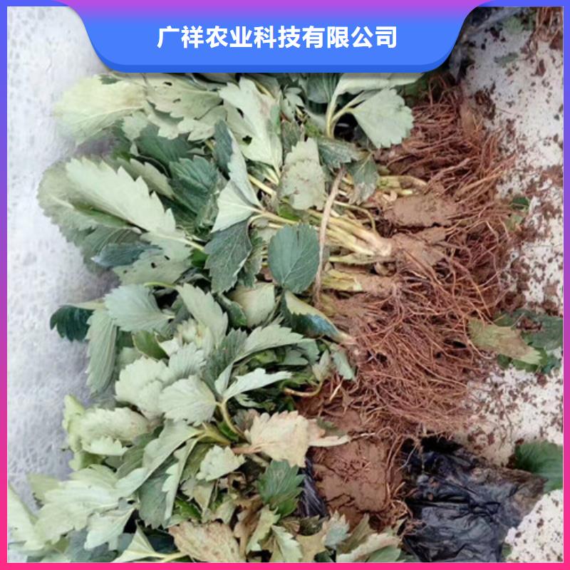 草莓苗蘋果苗經(jīng)銷商