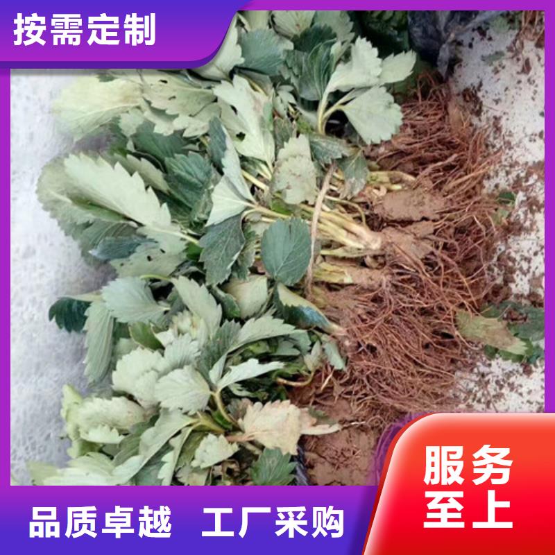 草莓苗_紅油香椿樹苗有口皆碑