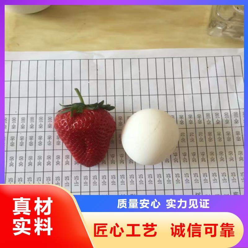 草莓苗 果树苗批发基地厂家技术完善