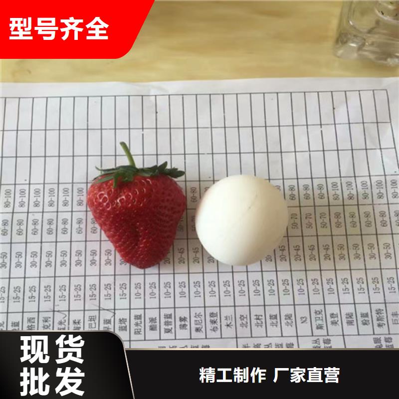 草莓苗藍寶石葡萄苗多種規(guī)格可選