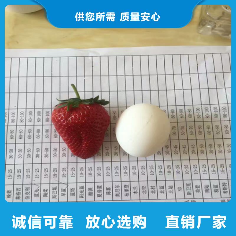 草莓苗徐香獼猴桃樹(shù)苗產(chǎn)品細(xì)節(jié)參數(shù)