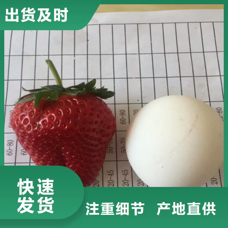 草莓苗黃金蘋果樹苗基地買的是放心