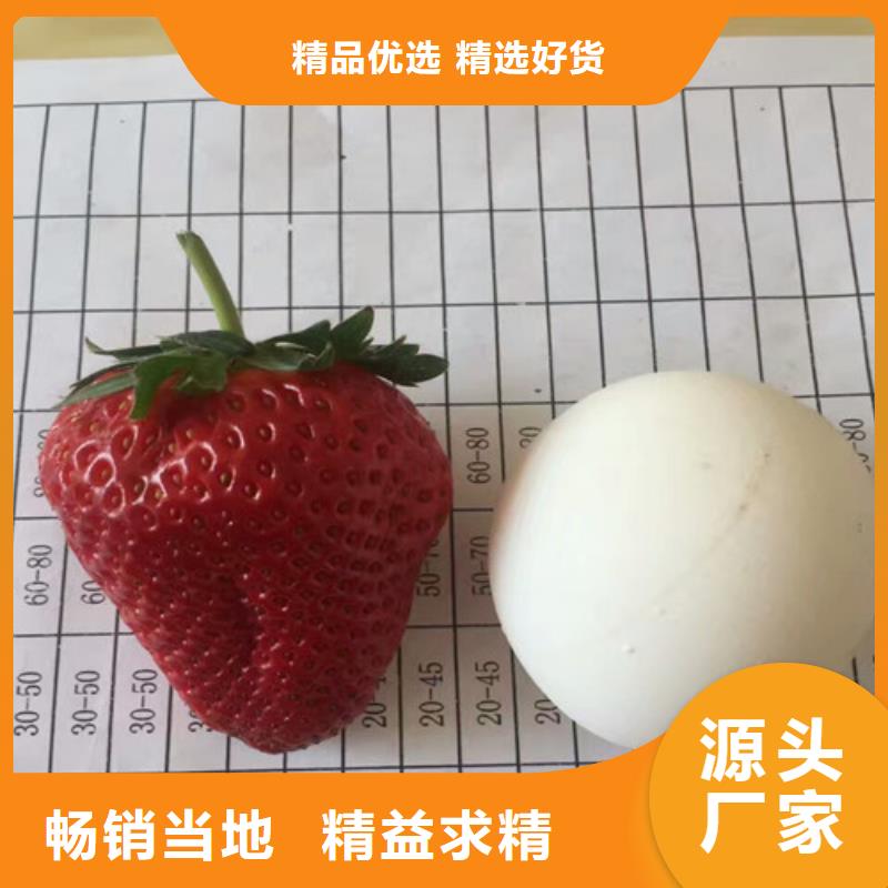 草莓苗蘋果苗顏色尺寸款式定制