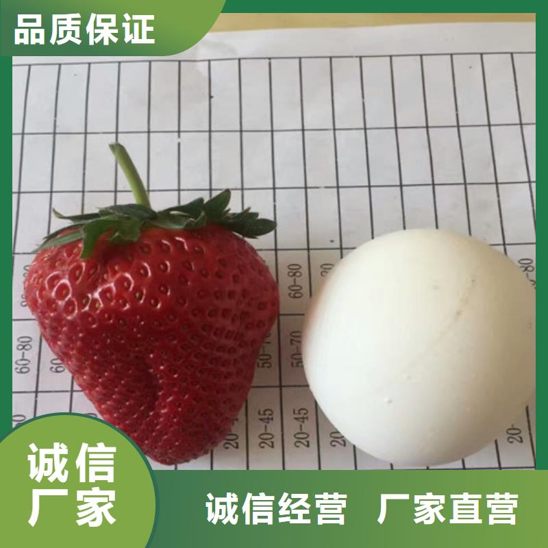 草莓苗 毛蟠桃樹苗品質(zhì)優(yōu)良