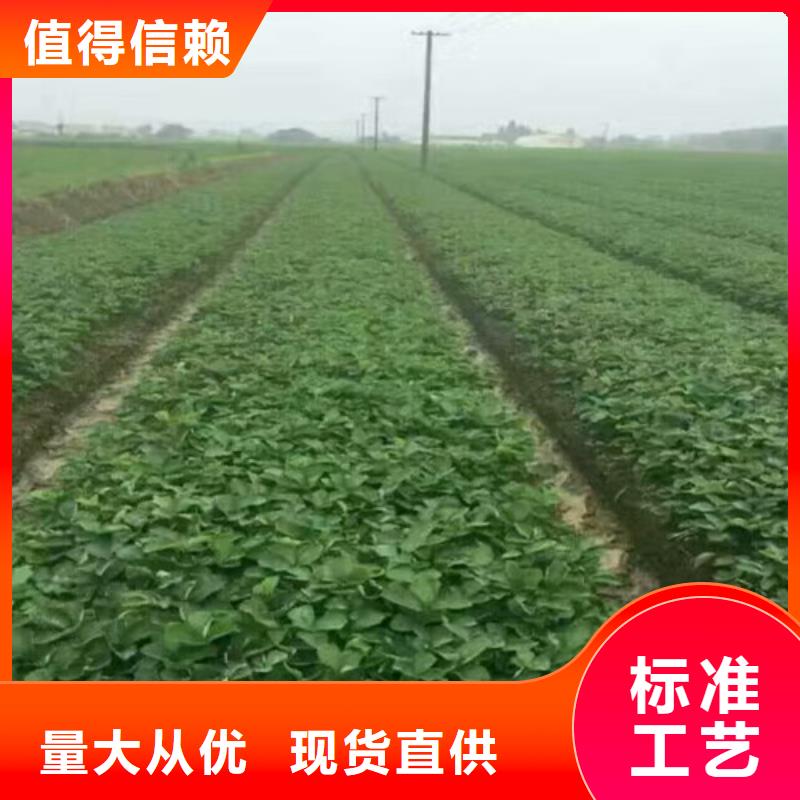 草莓苗陽光玫瑰葡萄樹苗工廠批發(fā)