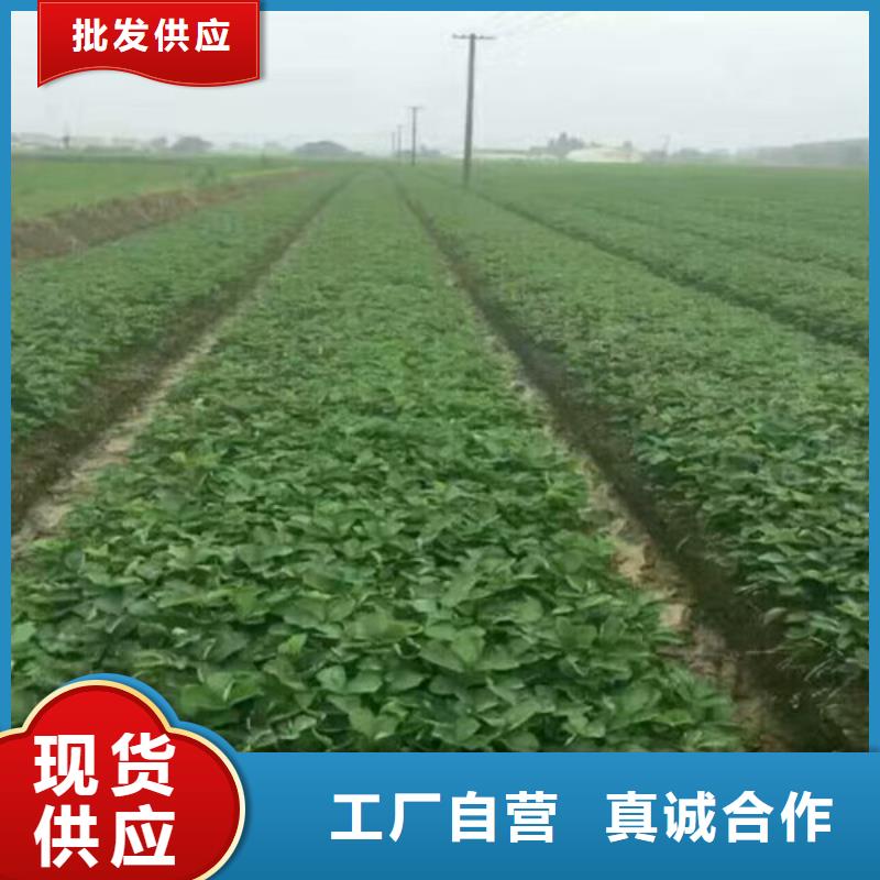 寧玉草莓苗品種多價(jià)格低