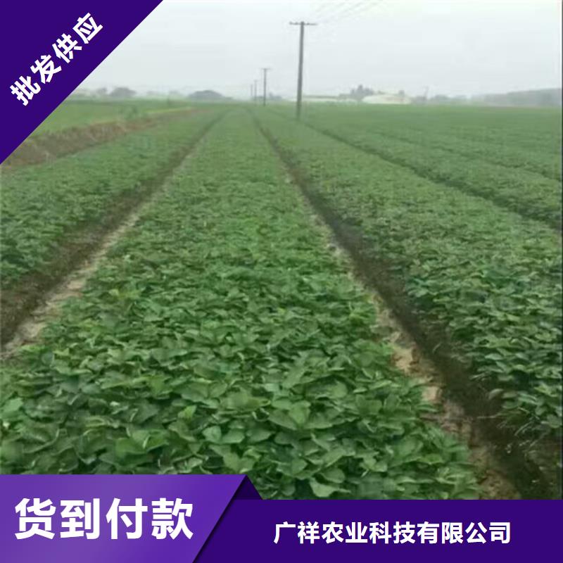 草莓苗_陽光玫瑰葡萄樹苗好貨有保障
