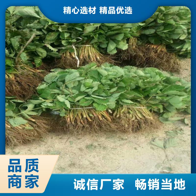 草莓苗 阳光玫瑰葡萄树苗自有生产工厂
