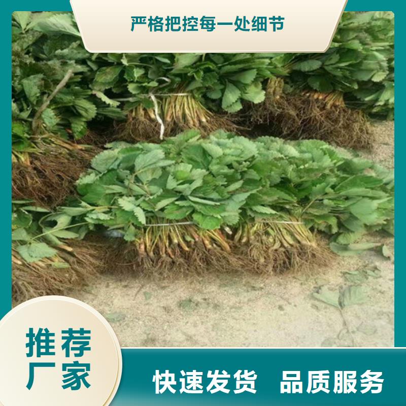 草莓苗櫻桃苗購買的是放心