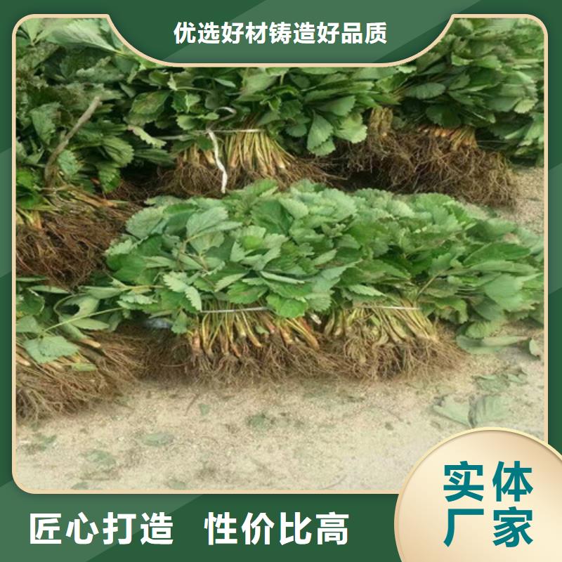 草莓苗白桃樹苗廠家直銷直供