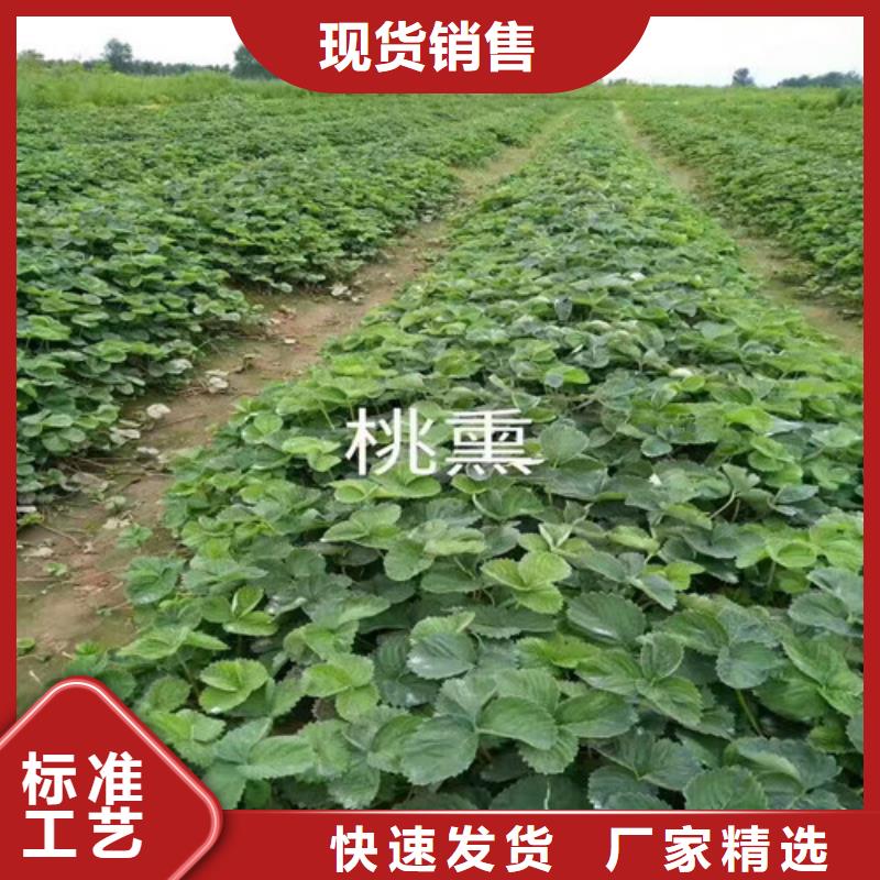 草莓苗 蜂糖李子树苗精工制作