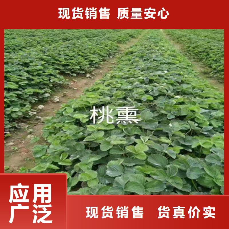 草莓苗-【红富士苹果树苗】专业信赖厂家