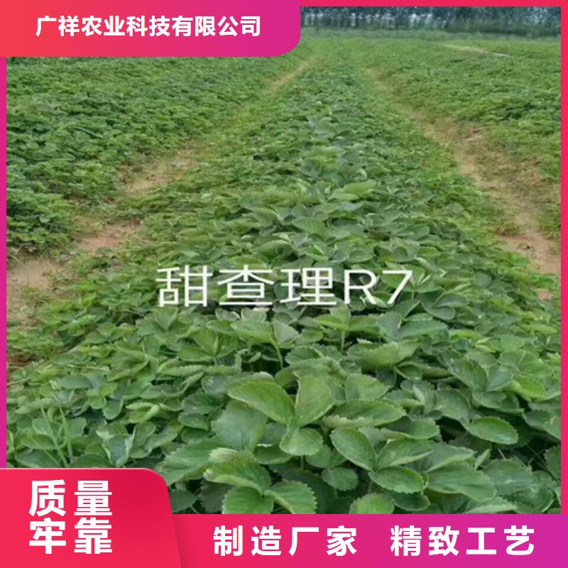 岳阳楼|临湘|衡阳|株洲|娄底|郴州|怀化|永州【 草莓苗-无花果树苗敢与同行比服务】-北极信息港
