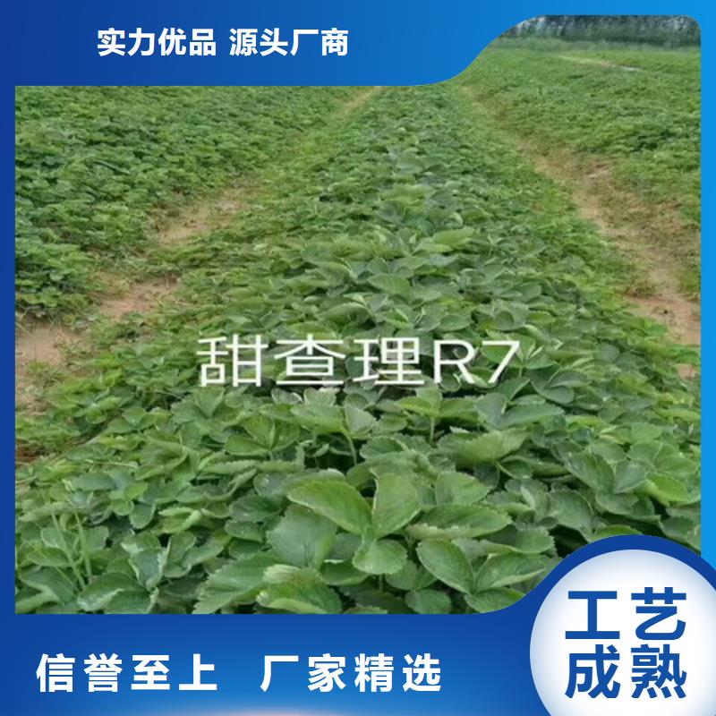 草莓苗黃寶石梨樹苗源頭采購