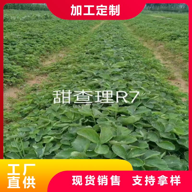 草莓苗梨樹苗基地源頭直供