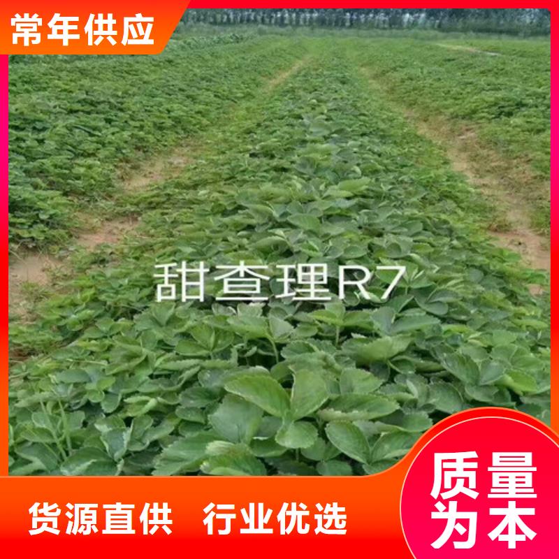 草莓苗陽光玫瑰葡萄樹苗匠心制造