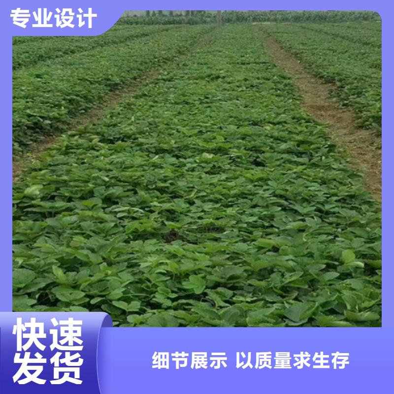草莓苗,大棚草莓苗質(zhì)檢合格出廠