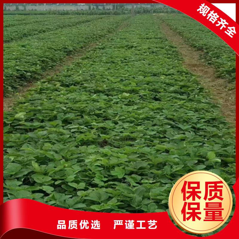草莓苗蜂糖李子樹苗高品質(zhì)現(xiàn)貨銷售