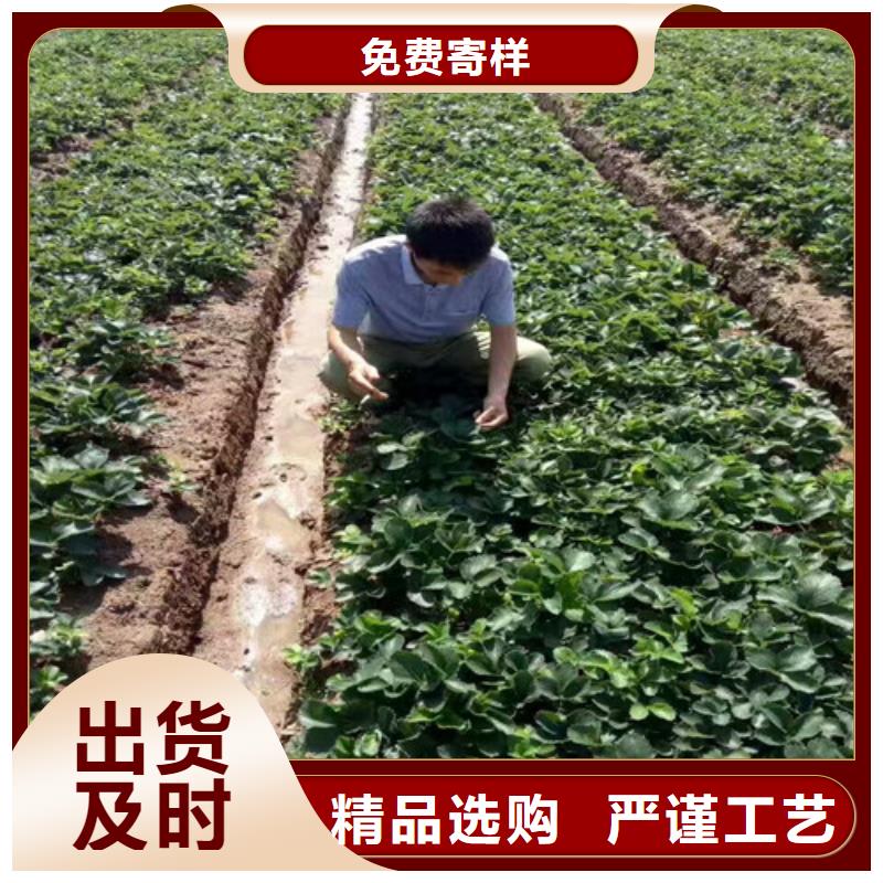 草莓苗黃金蘋果樹苗基地買的是放心