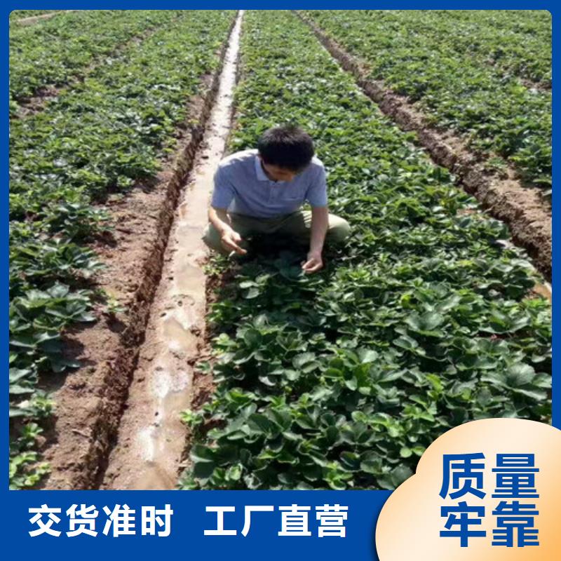 草莓苗果樹苗品質(zhì)可靠
