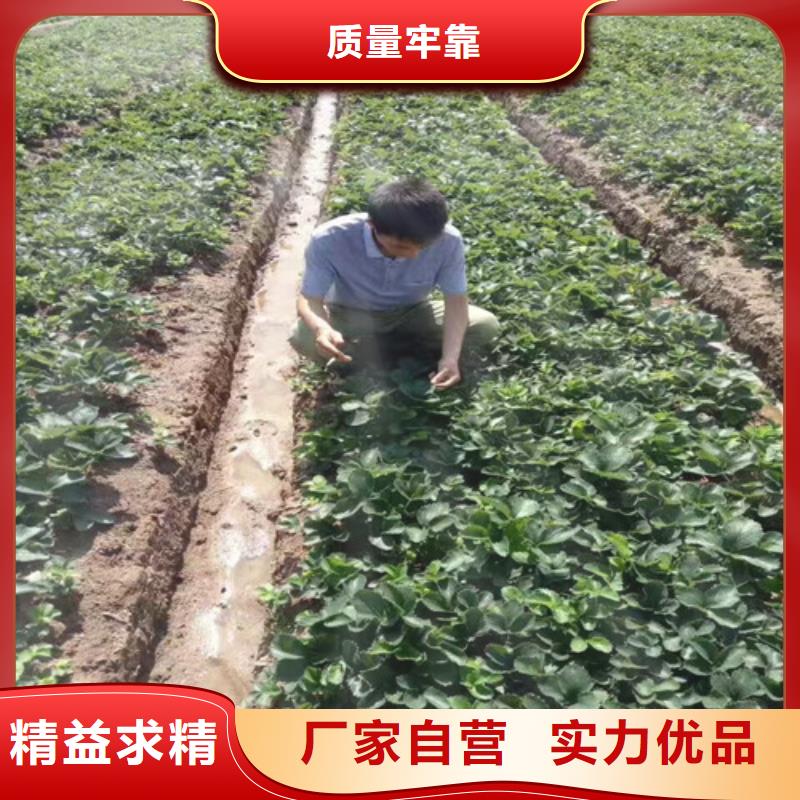 草莓苗夏黑葡萄苗诚信厂家