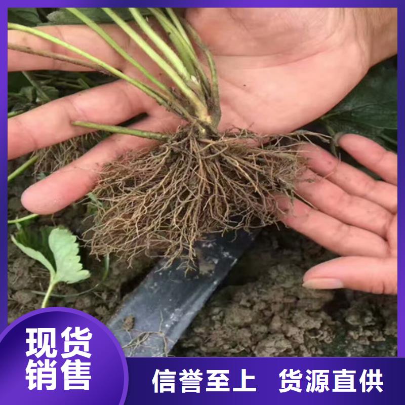 草莓苗_大棚草莓苗按需定制