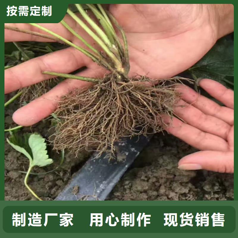 草莓苗软籽石榴树苗现货交易