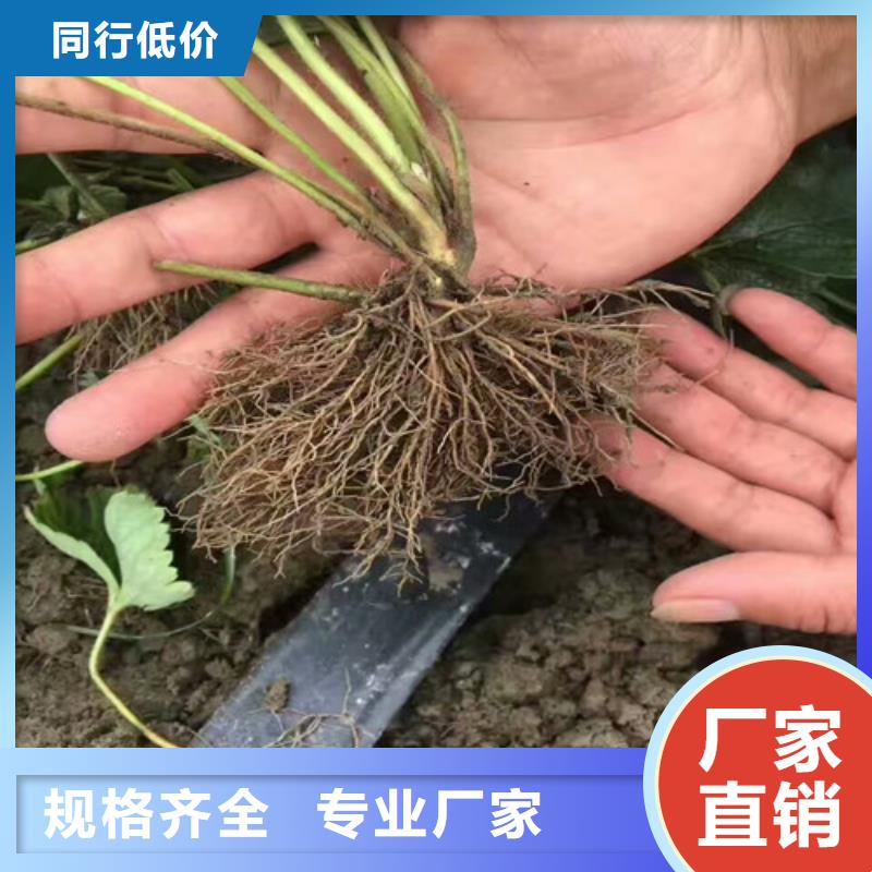 草莓苗-柱狀梨樹(shù)苗現(xiàn)貨充足量大優(yōu)惠