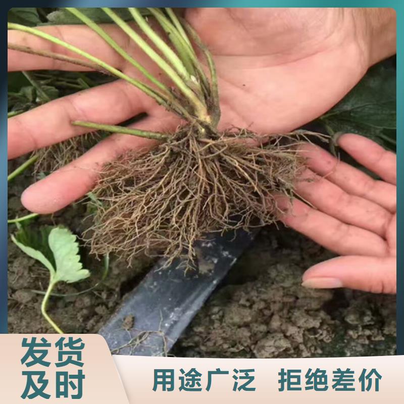 草莓苗果樹苗品牌大廠家