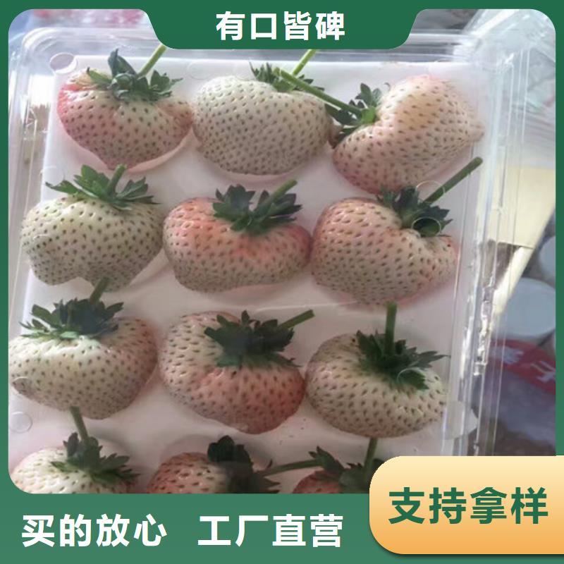 草莓苗-無花果樹苗老品牌廠家