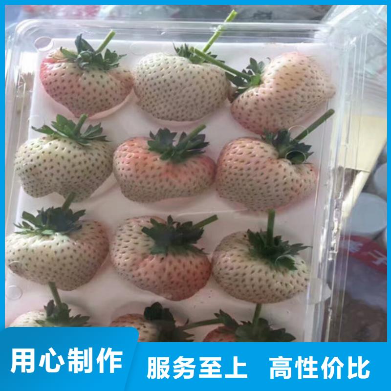 草莓苗蜂糖李子樹苗高品質(zhì)現(xiàn)貨銷售